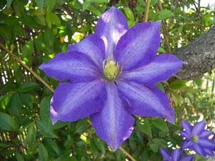Clematis în fotografii de proiectare peisaj (Clematis) Clematis în peisaj de design fotografie