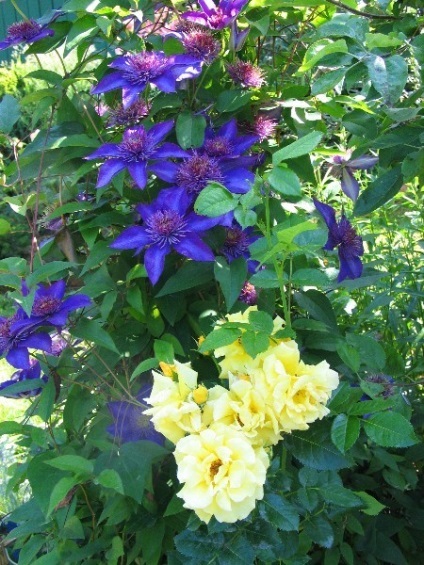 Clematis în fotografii de proiectare peisaj (proiectare) Clematis în peisaj de design fotografie