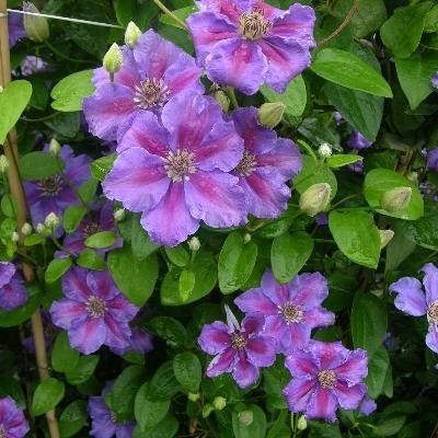 Clematis în fotografii de design peisaj (violet albastru violet) Clematis în peisaj de design fotografie