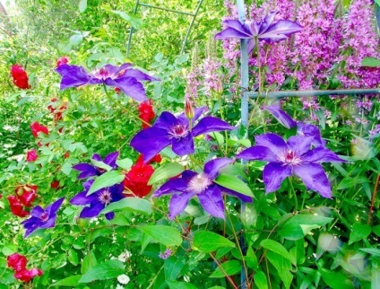 Clematis în fotografii de design peisaj (violet albastru violet) Clematis în peisaj de design fotografie