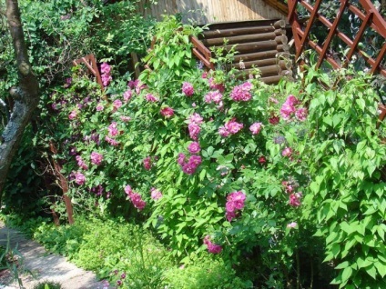 Clematis în fotografii de design peisaj (violet albastru violet) Clematis în peisaj de design fotografie