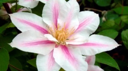 Clematis în fotografii de proiectare peisaj (peisaj) Clematis în peisaj de design fotografie