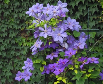Clematis în fotografii de proiectare peisaj (peisaj) Clematis în peisaj de design fotografie
