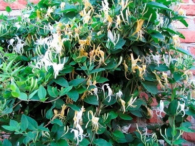 Clematis în fotografii de proiectare peisaj (peisaj de design Clematis) Clematis în peisaj de design fotografie