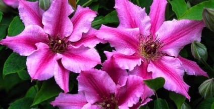 Clematis în fotografii de proiectare peisaj (proiectare) Clematis în peisaj de design fotografie