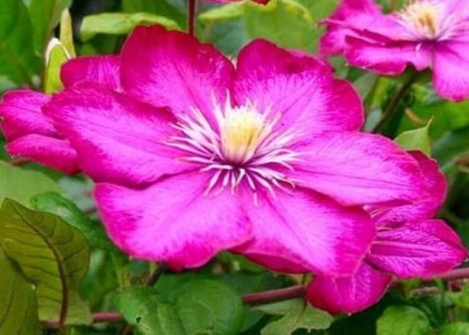 Clematis în fotografii de proiectare peisaj (peisaj) Clematis în peisaj de design fotografie