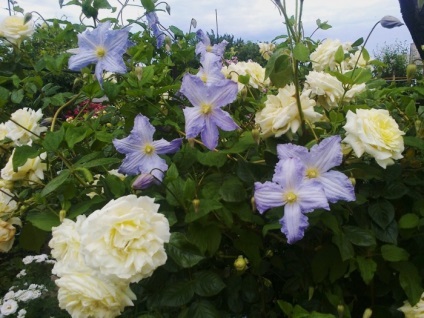 Clematis în fotografii de proiectare peisaj (proiectare) Clematis în peisaj de design fotografie