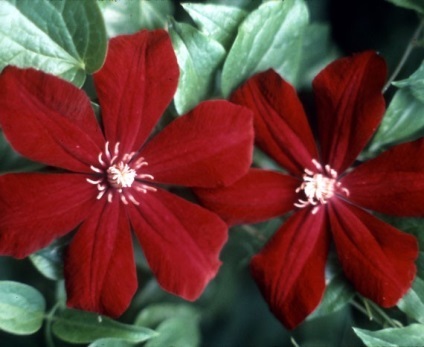 Clematis în fotografii de proiectare peisaj (peisaj de design Clematis) Clematis în peisaj de design fotografie
