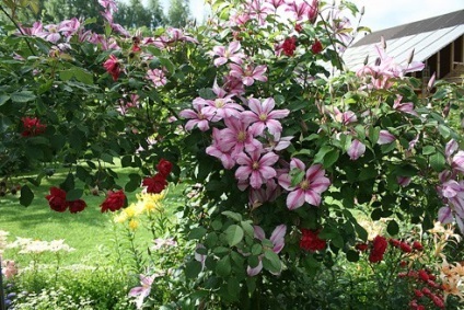 Clematis în fotografii de proiectare peisaj (Clematis) Clematis în peisaj de design fotografie