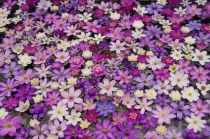 Clematis în fotografii de proiectare peisaj (Clematis) Clematis în peisaj de design fotografie
