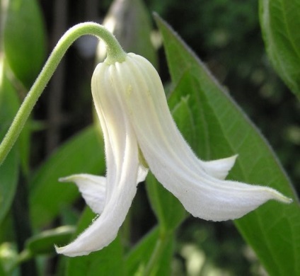 Clematis în fotografii de proiectare peisaj (proiectare) Clematis în peisaj de design fotografie