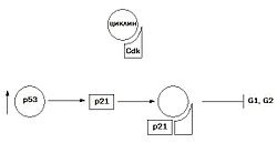 Ciclul celular (punctele sverochnyh de celule) ciclului celular