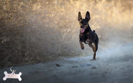 Poreclele pentru băieți și fete jucării terrier (fete) Poreclele pentru băieți și fete jucării terrier