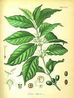 Cafea, arbore de cafea - descriere Coffea și îngrijire (dăunători) Cafea, arbore de cafea - Descriere Coffea și îngrijire
