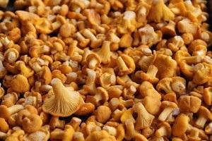 Când bureții ciuperci (păduri uneori mixte) Atunci când bureții de ciuperci