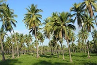 fibre de nucă de cocos (cocos), un articol mare „Enciclopedia“ (de nucă de cocos) fibre de nucă de cocos (cocos), un articol mare „Enciclopedia“