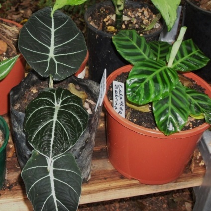 Calathea fotografii ghiveci flori, imagini, îngrijire (foto) Calathea sădite fotografii flori, puncte de vedere, de îngrijire