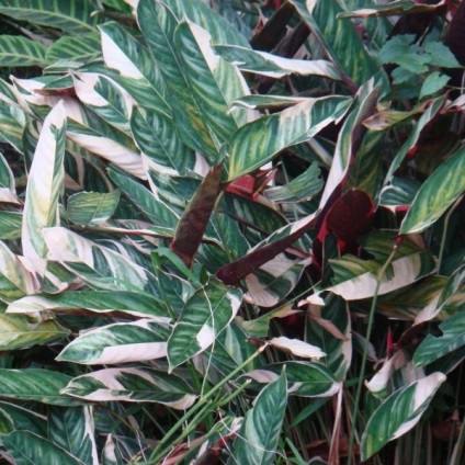 Calathea fotografii ghiveci flori, imagini, îngrijire (foto) Calathea sădite fotografii flori, puncte de vedere, de îngrijire