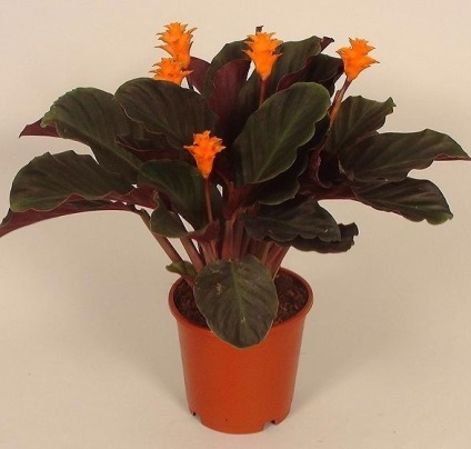 Calathea sădite fotografii flori, puncte de vedere, de îngrijire (flori) Calathea sădite fotografii flori, puncte de vedere, de îngrijire