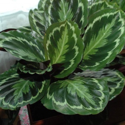 Calathea fotografii ghiveci flori, puncte de vedere, de îngrijire (de îngrijire) Calathea sădite fotografii flori, puncte de vedere, de îngrijire