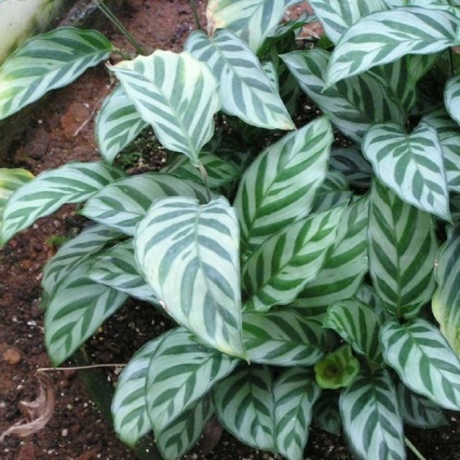 Calathea sădite fotografii flori, puncte de vedere, de îngrijire (flori) Calathea sădite fotografii flori, puncte de vedere, de îngrijire