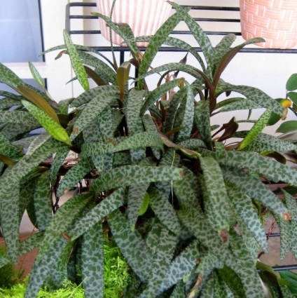 Calathea fotografii ghiveci flori, puncte de vedere, de îngrijire (de îngrijire) Calathea sădite fotografii flori, puncte de vedere, de îngrijire