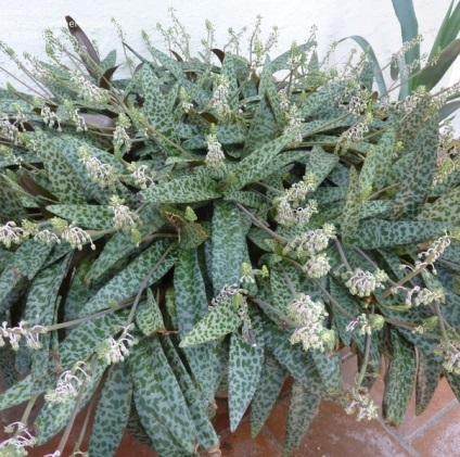 Calathea fotografii ghiveci flori, vederi, de îngrijire (Calathea) Calathea sădite fotografii flori, puncte de vedere, de îngrijire
