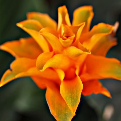 Calathea fotografii ghiveci flori, puncte de vedere, de îngrijire (de îngrijire) Calathea sădite fotografii flori, puncte de vedere, de îngrijire