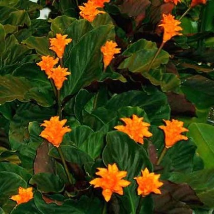 Calathea fotografii ghiveci flori, imagini, îngrijire (foto) Calathea sădite fotografii flori, puncte de vedere, de îngrijire