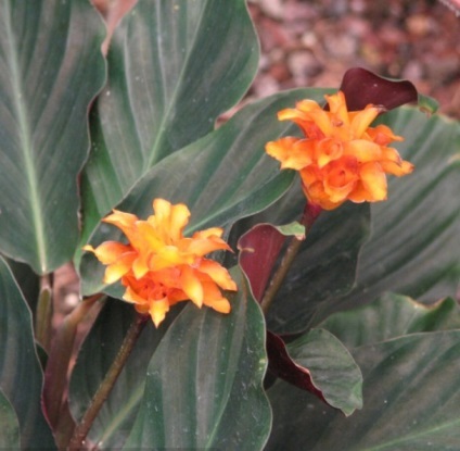 Calathea fotografii ghiveci flori, imagini, îngrijire (foto) Calathea sădite fotografii flori, puncte de vedere, de îngrijire
