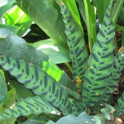 Calathea fotografii ghiveci flori, puncte de vedere, de îngrijire (de îngrijire) Calathea sădite fotografii flori, puncte de vedere, de îngrijire