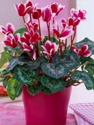 Cyclamen cameră de flori fotografie și descriere a modului în care să aibă grijă de persana și vederi europene