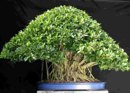 Houseplant Ficus Benjamin fotografie, soiuri și specii, de îngrijire la domiciliu cu (Benjamin) Houseplant Ficus Benjamin fotografie, soiuri și specii, de îngrijire la domiciliu cu