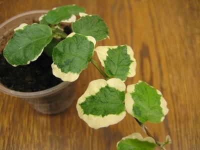 Houseplant Ficus Benjamin fotografie, soiuri și specii, de îngrijire la domiciliu cu (Ficus) Houseplant Ficus Benjamin fotografie, soiuri și specii, de îngrijire la domiciliu cu