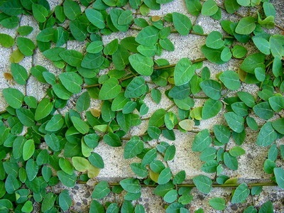 Houseplant Ficus Benjamin fotografie, soiuri și specii, de îngrijire la domiciliu cu (Benjamin) Houseplant Ficus Benjamin fotografie, soiuri și specii, de îngrijire la domiciliu cu