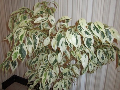 Houseplant Ficus Benjamin fotografie, soiuri și specii, de îngrijire la domiciliu cu (Ficus) Houseplant Ficus Benjamin fotografie, soiuri și specii, de îngrijire la domiciliu cu