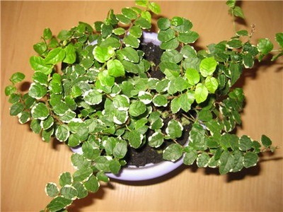 Houseplant Ficus Benjamin fotografie, soiuri și specii, de îngrijire la domiciliu cu (Ficus) Houseplant Ficus Benjamin fotografie, soiuri și specii, de îngrijire la domiciliu cu