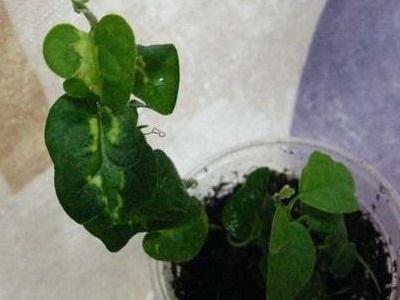 Houseplant Ficus Benjamin fotografie, soiuri și specii, de îngrijire la domiciliu cu (Ficus) Houseplant Ficus Benjamin fotografie, soiuri și specii, de îngrijire la domiciliu cu