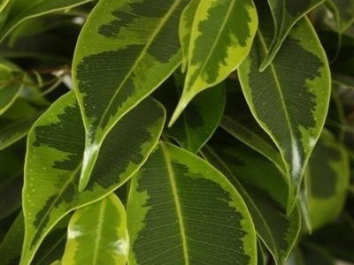 Houseplant Ficus Benjamin fotografie, soiuri și specii, de îngrijire la domiciliu, cu o (foto) Houseplant Ficus Benjamin fotografie, soiuri și specii, de îngrijire la domiciliu cu
