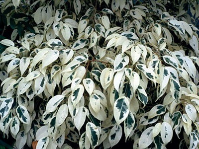 Houseplant Ficus Benjamin fotografie, soiuri și specii, de îngrijire la domiciliu, cu o (plantă) Houseplant Ficus Benjamin fotografie, soiuri și specii, de îngrijire la domiciliu cu
