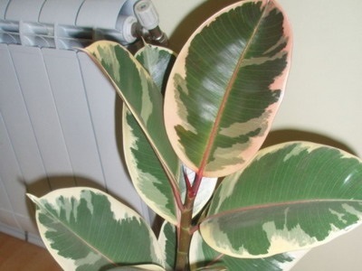 Houseplant Ficus Benjamin fotografie, soiuri și specii, de îngrijire la domiciliu, cu o (plantă) Houseplant Ficus Benjamin fotografie, soiuri și specii, de îngrijire la domiciliu cu