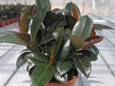 Houseplant Ficus Benjamin fotografie, soiuri și specii, de îngrijire la domiciliu, cu o (plantă) Houseplant Ficus Benjamin fotografie, soiuri și specii, de îngrijire la domiciliu cu