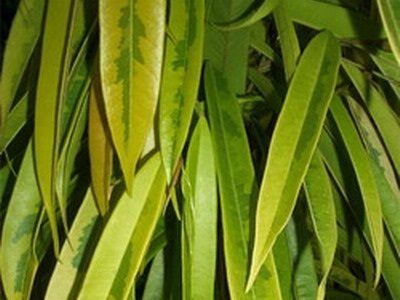Houseplant Ficus Benjamin fotografie, soiuri și specii, de îngrijire la domiciliu cu (Ficus) Houseplant Ficus Benjamin fotografie, soiuri și specii, de îngrijire la domiciliu cu