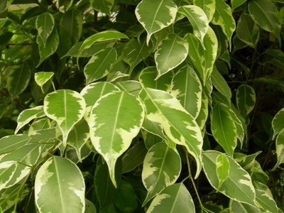 Houseplant Ficus Benjamin fotografie, soiuri și specii, de îngrijire la domiciliu, cu o (foto) Houseplant Ficus Benjamin fotografie, soiuri și specii, de îngrijire la domiciliu cu