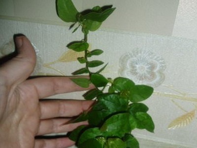Houseplant Ficus Benjamin fotografie, soiuri și specii, de îngrijire la domiciliu cu (Ficus) Houseplant Ficus Benjamin fotografie, soiuri și specii, de îngrijire la domiciliu cu