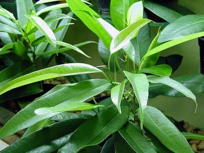 Houseplant Ficus Benjamin fotografie, soiuri și specii, de îngrijire la domiciliu cu (Ficus) Houseplant Ficus Benjamin fotografie, soiuri și specii, de îngrijire la domiciliu cu