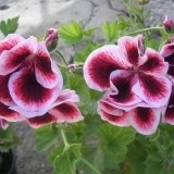 de îngrijire la domiciliu geranium Royal (Pelargonium), reproducere și transplant (condiții) de îngrijire la domiciliu geranium Royal (Pelargonium), reproducerea și transplantul