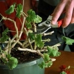 de îngrijire la domiciliu geranium Royal (Pelargonium), reproducerea și transplantul (regal) de îngrijire la domiciliu geranium Royal (Pelargonium), reproducerea și transplantul
