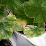 de îngrijire la domiciliu geranium Royal (Pelargonium), reproducerea și transplantul (muscata) de îngrijire la domiciliu geranium Royal (Pelargonium), reproducerea și transplantul