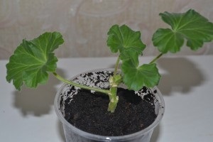 de îngrijire la domiciliu geranium Royal (Pelargonium), reproducerea și transplantul (regal) de îngrijire la domiciliu geranium Royal (Pelargonium), reproducerea și transplantul
